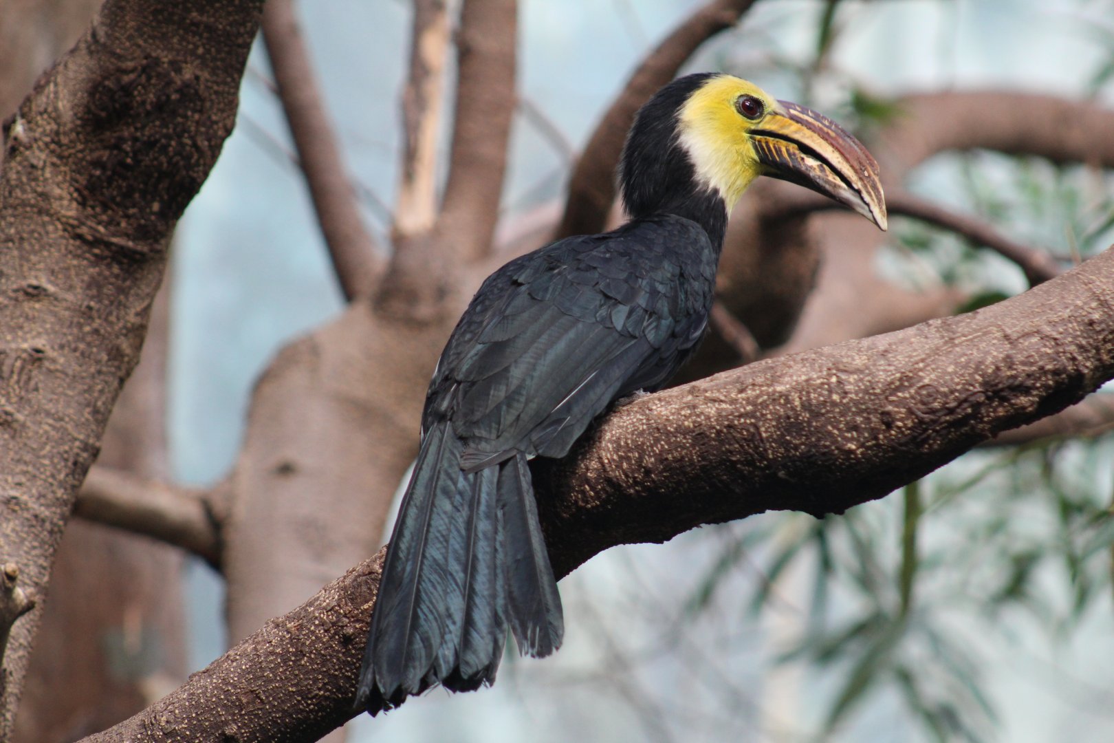 Sulawesi Dwarf Hornbill
