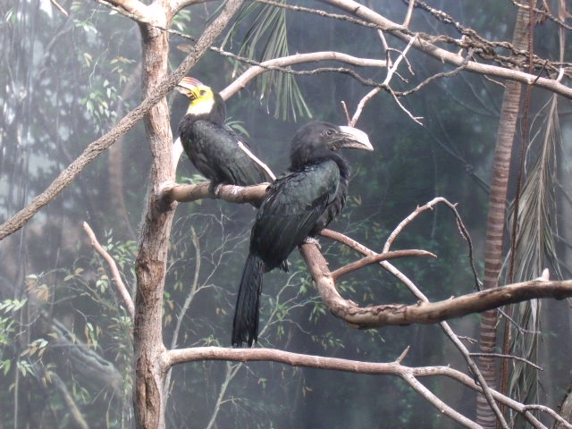 Sulawesi Dwarf Hornbills