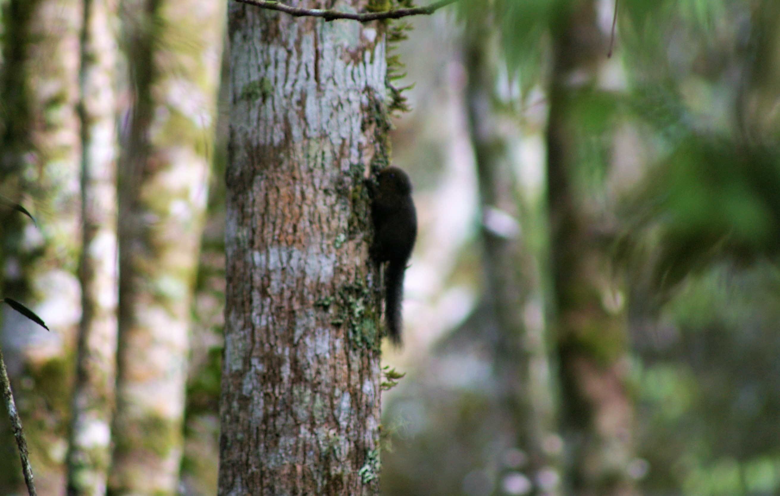 Sulawesi Dwarf Squirrel (Prosciurillus murinus)