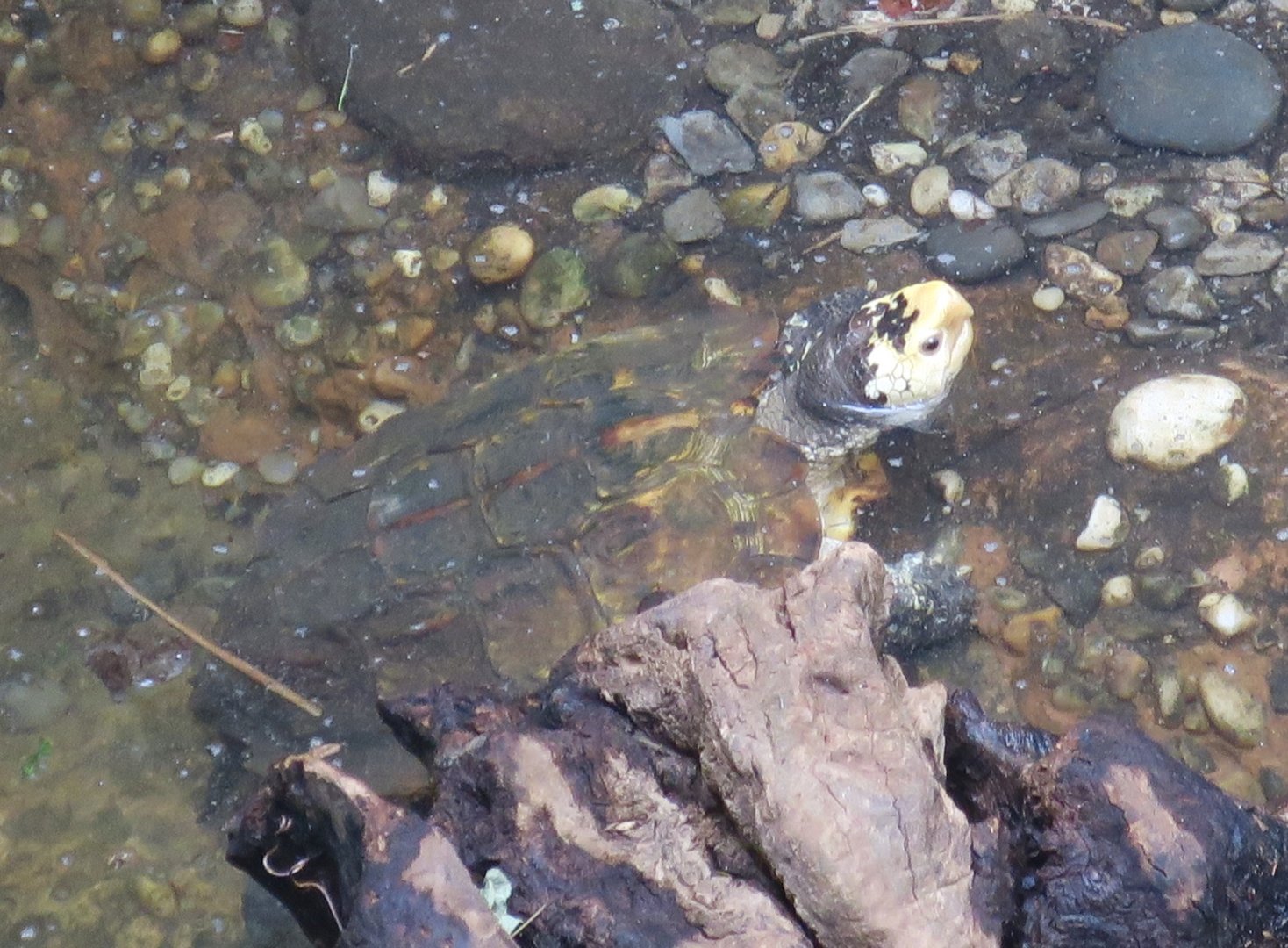 Sulawesi Forest Turtle (Leucocephalon yuwonoi)
