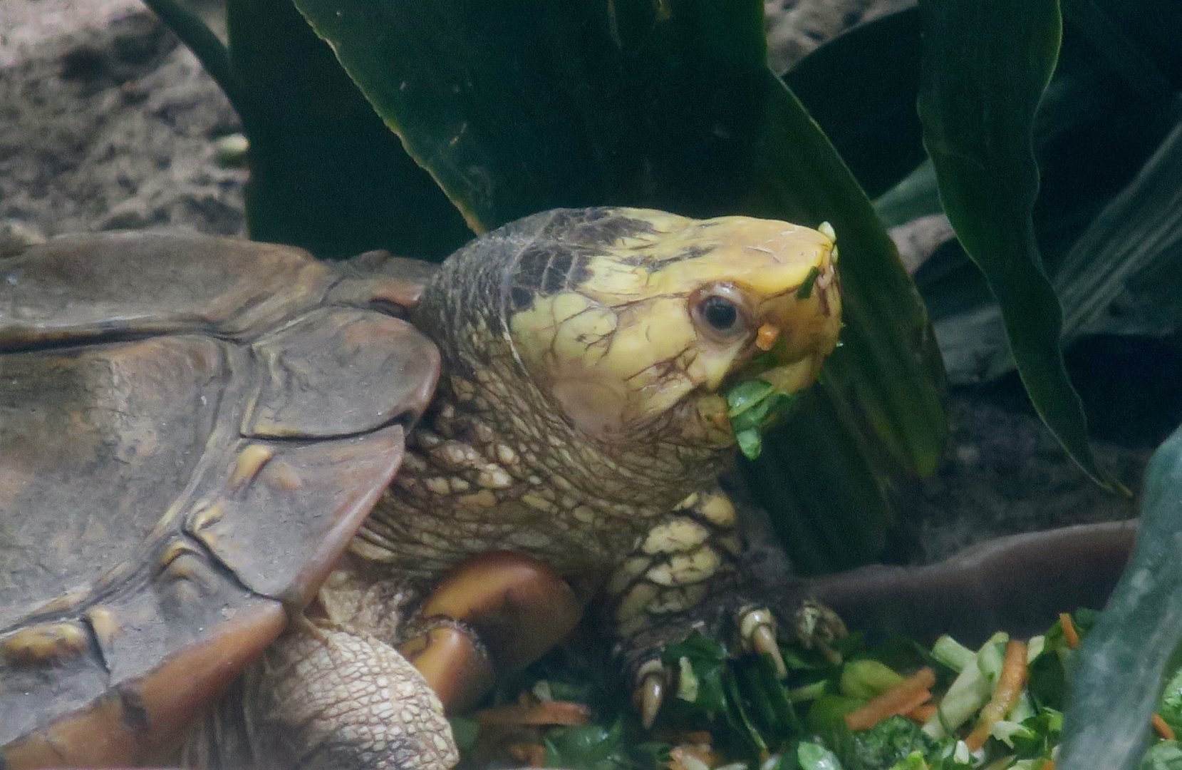 Sulawesi Forest Turtle (Leucocephalon yuwonoi)