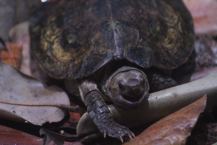 Sulawesi forest turtle (Leucocephalon yuwonoi)