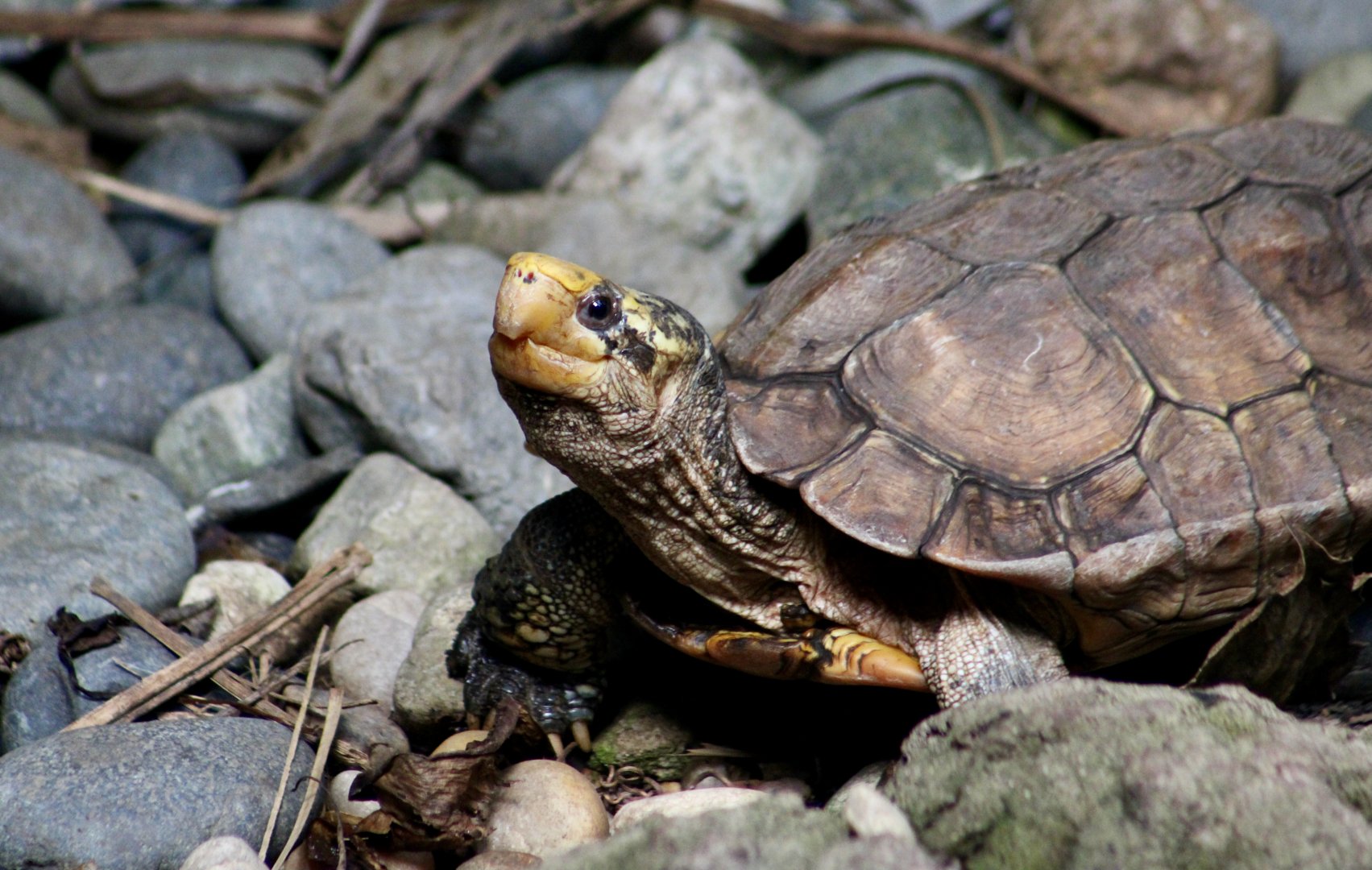 Sulawesi Forest Turtle (Leucocephalon yuwonoi)