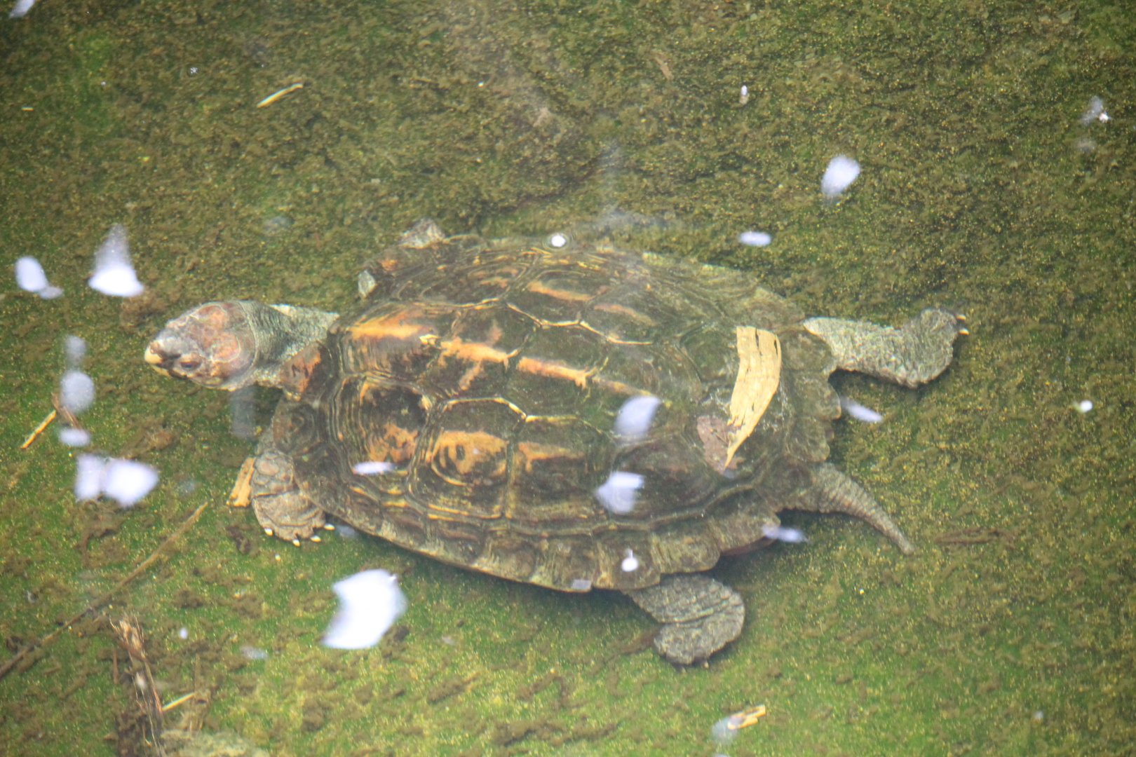 Sulawesi Forest Turtle (Leucocephalon yuwonoi)?