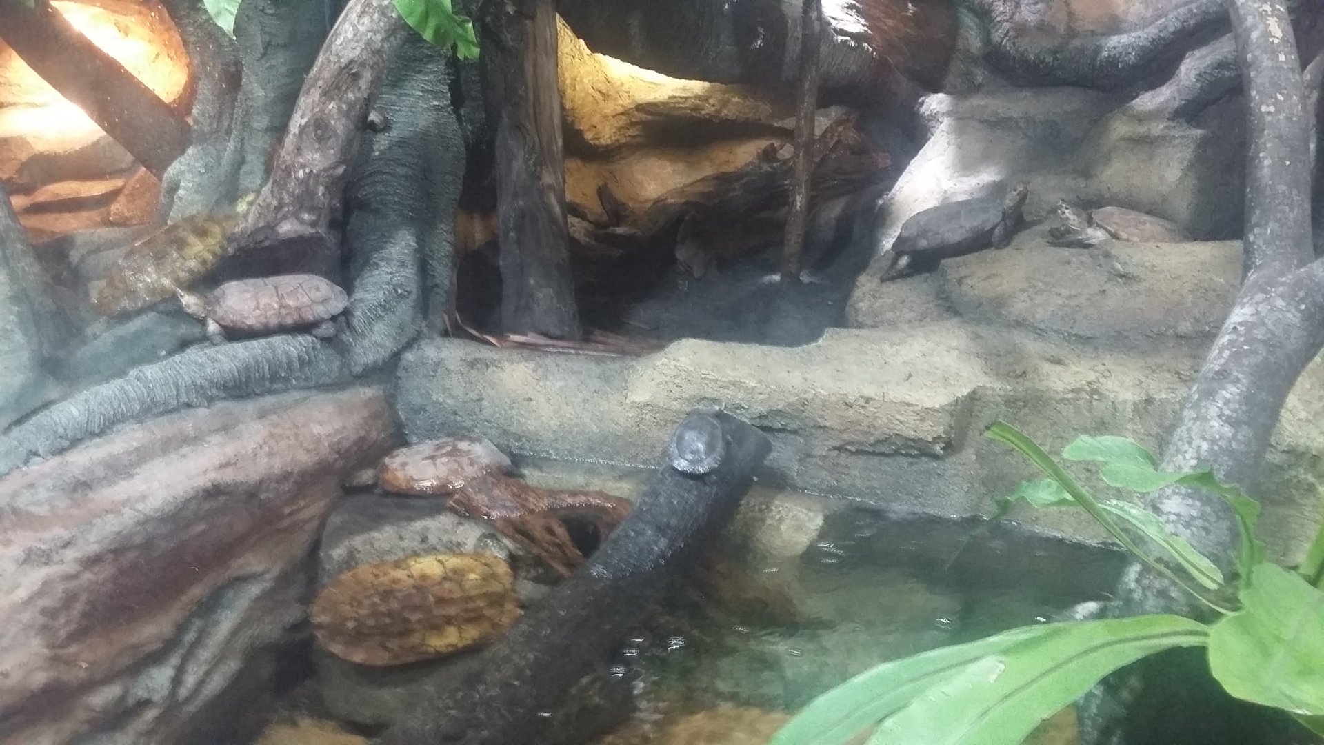 Sulawesi forest turtle (Leucocephalon yuwonoi)