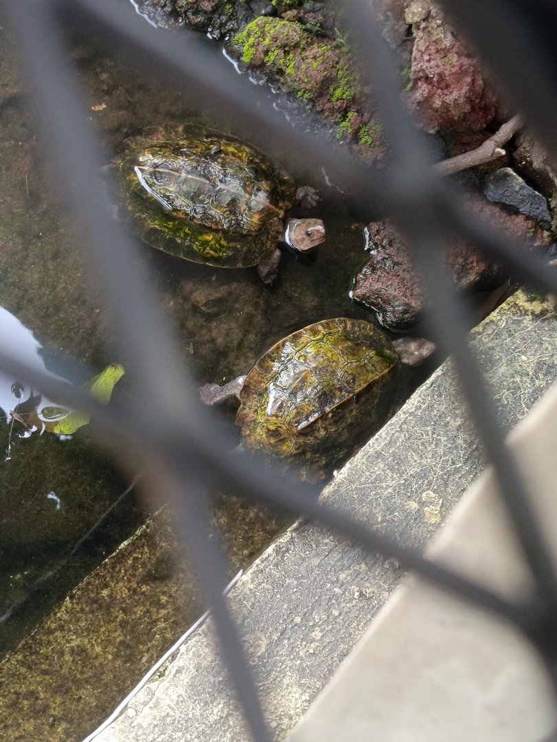 Sulawesi Forest Turtle (Leucocephalon yuwonoi)