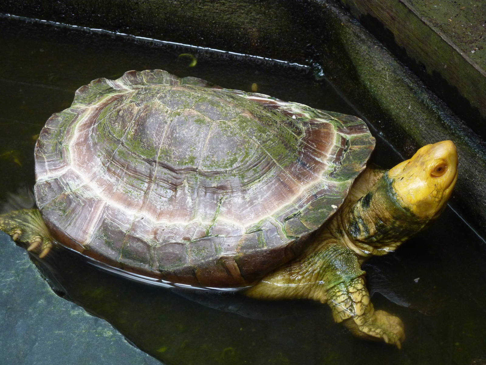 Sulawesi forest turtle, May 2013.