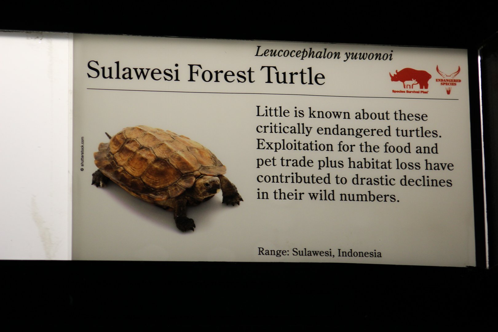 Sulawesi Forest Turtle Signage