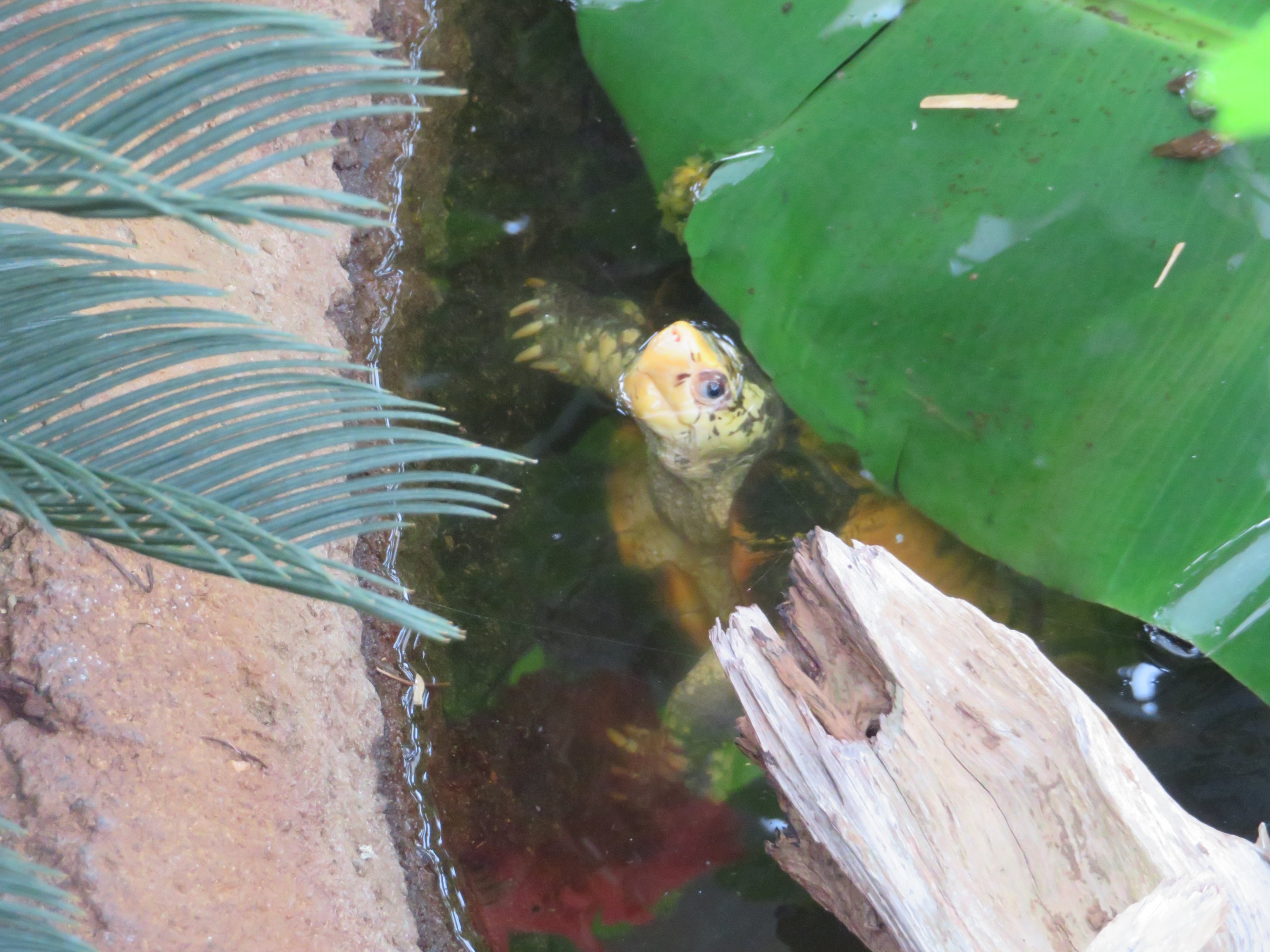 Sulawesi Forest Turtle