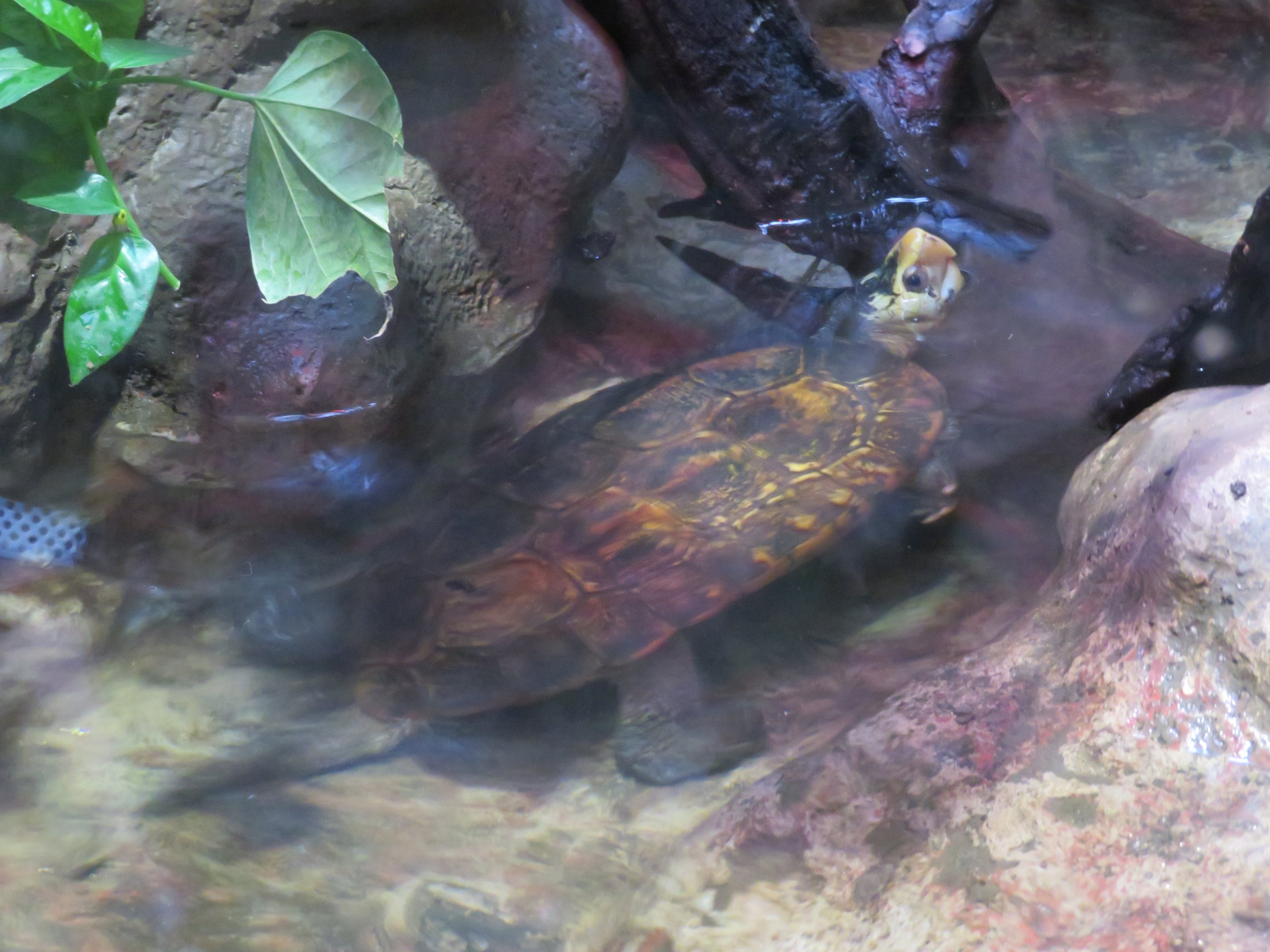 Sulawesi Forest Turtle