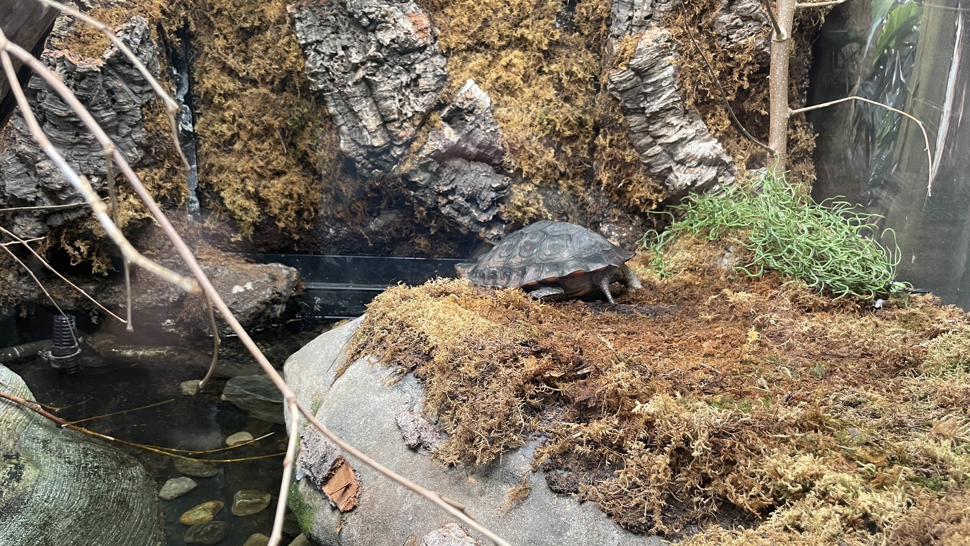 Sulawesi forest turtle