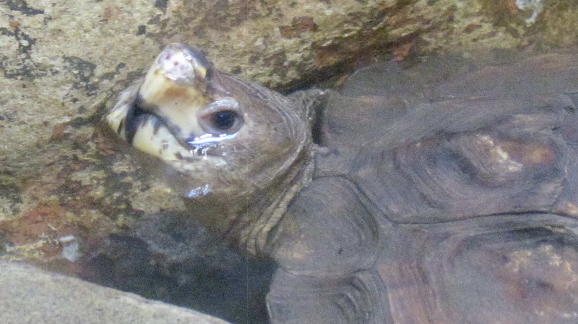 Sulawesi Forest Turtle