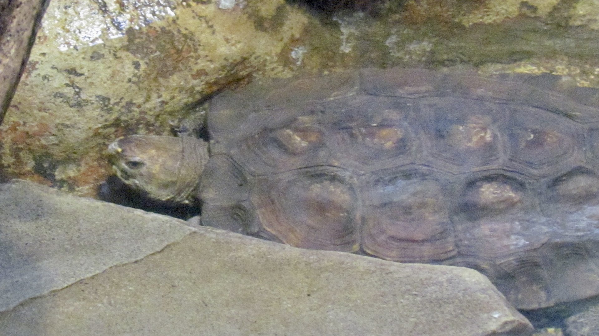 Sulawesi Forest Turtle