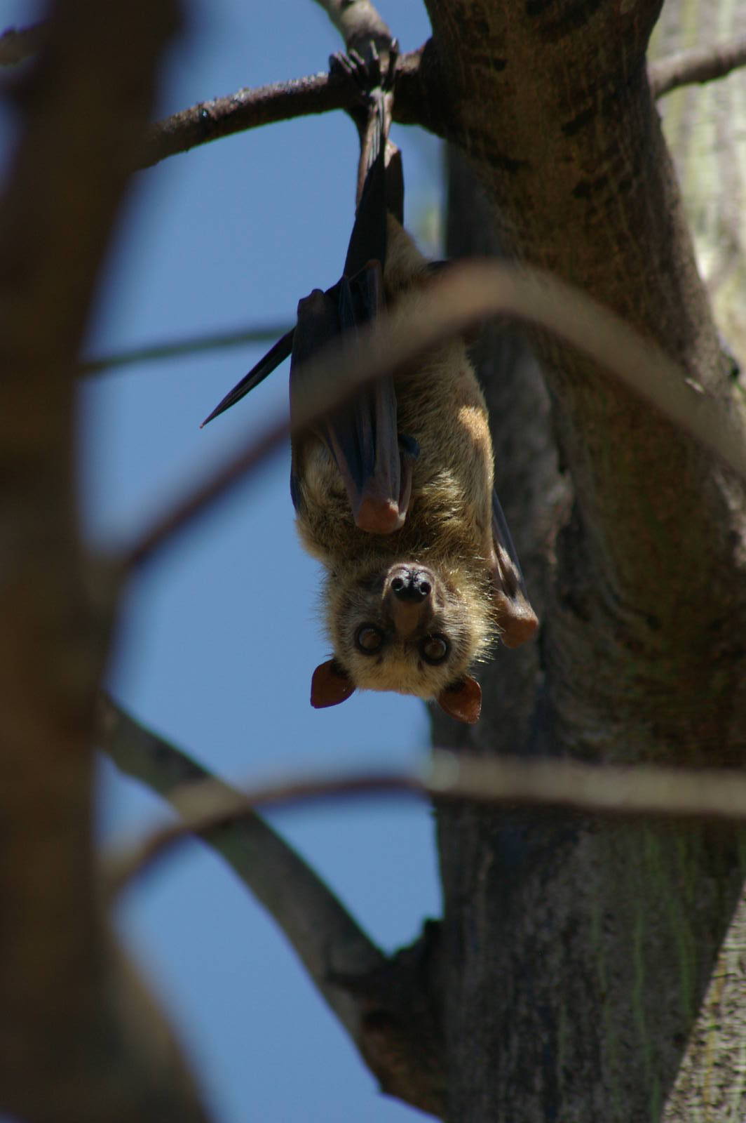 Sulawesi fruit bat (Acerodon celebensis)