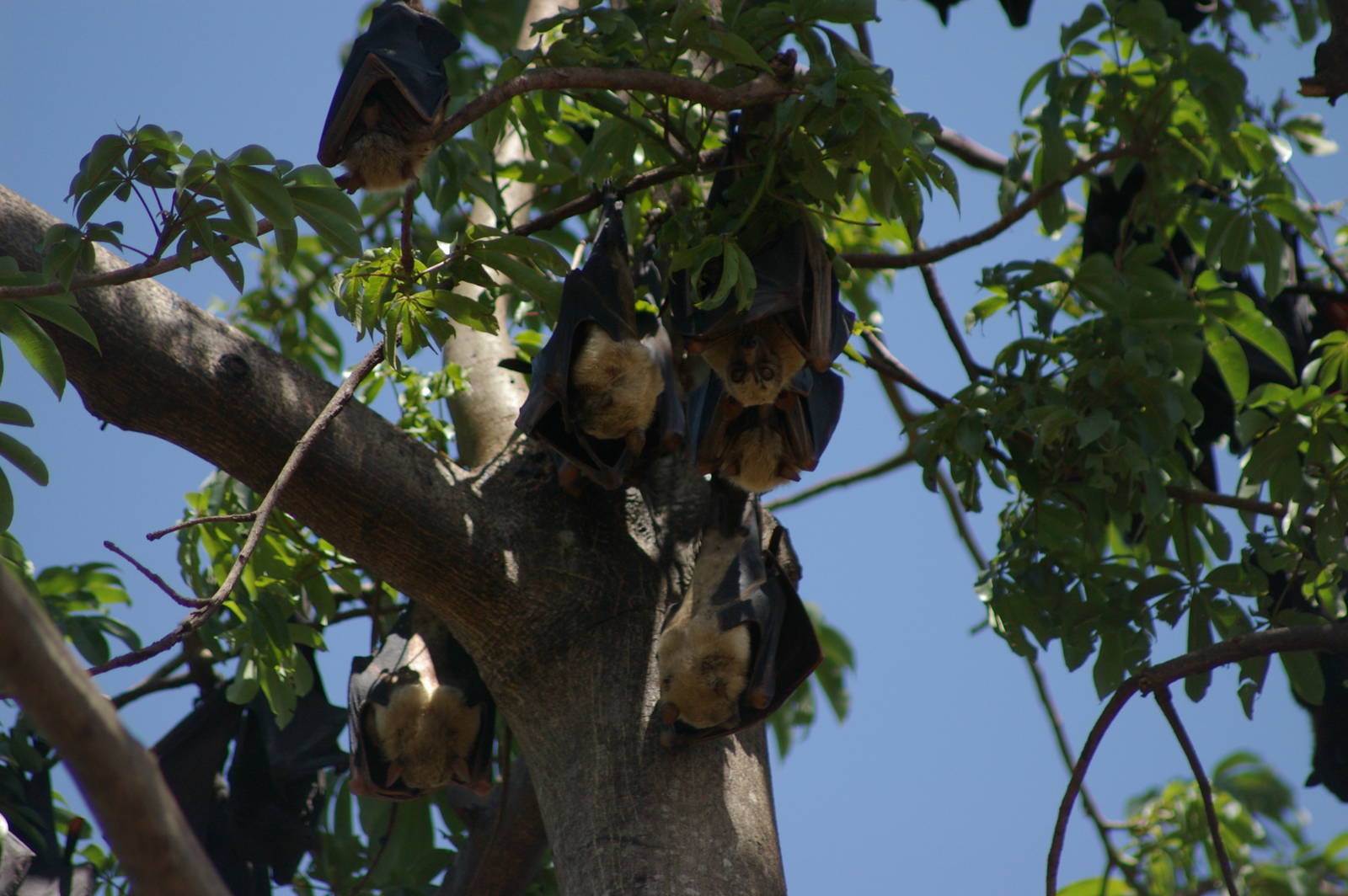 Sulawesi fruit bats (Acerodon celebensis)