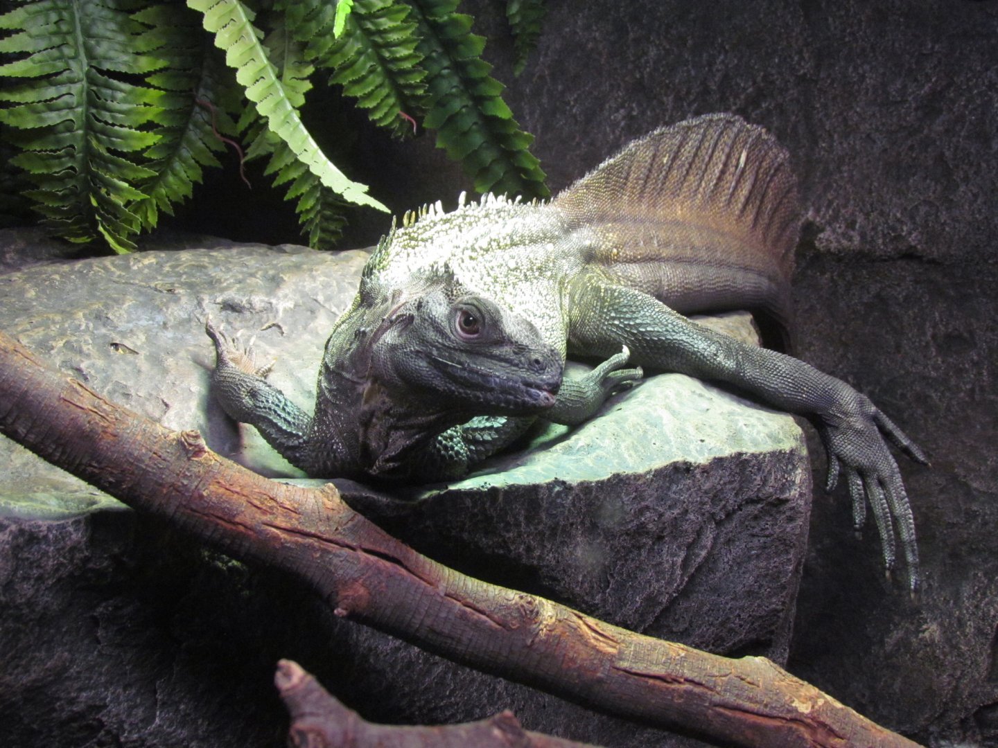 Sulawesi Giant Sailfin Lizard - Wichita Reptarium