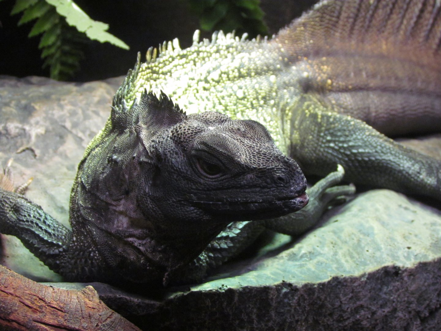 Sulawesi Giant Sailfin Lizard - Wichita Reptarium