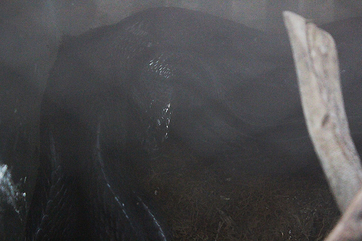 Sulawesi gold-ringed cat snake (Boiga dendrophila gemmicincta) - Taman Konservasi Sato Loka