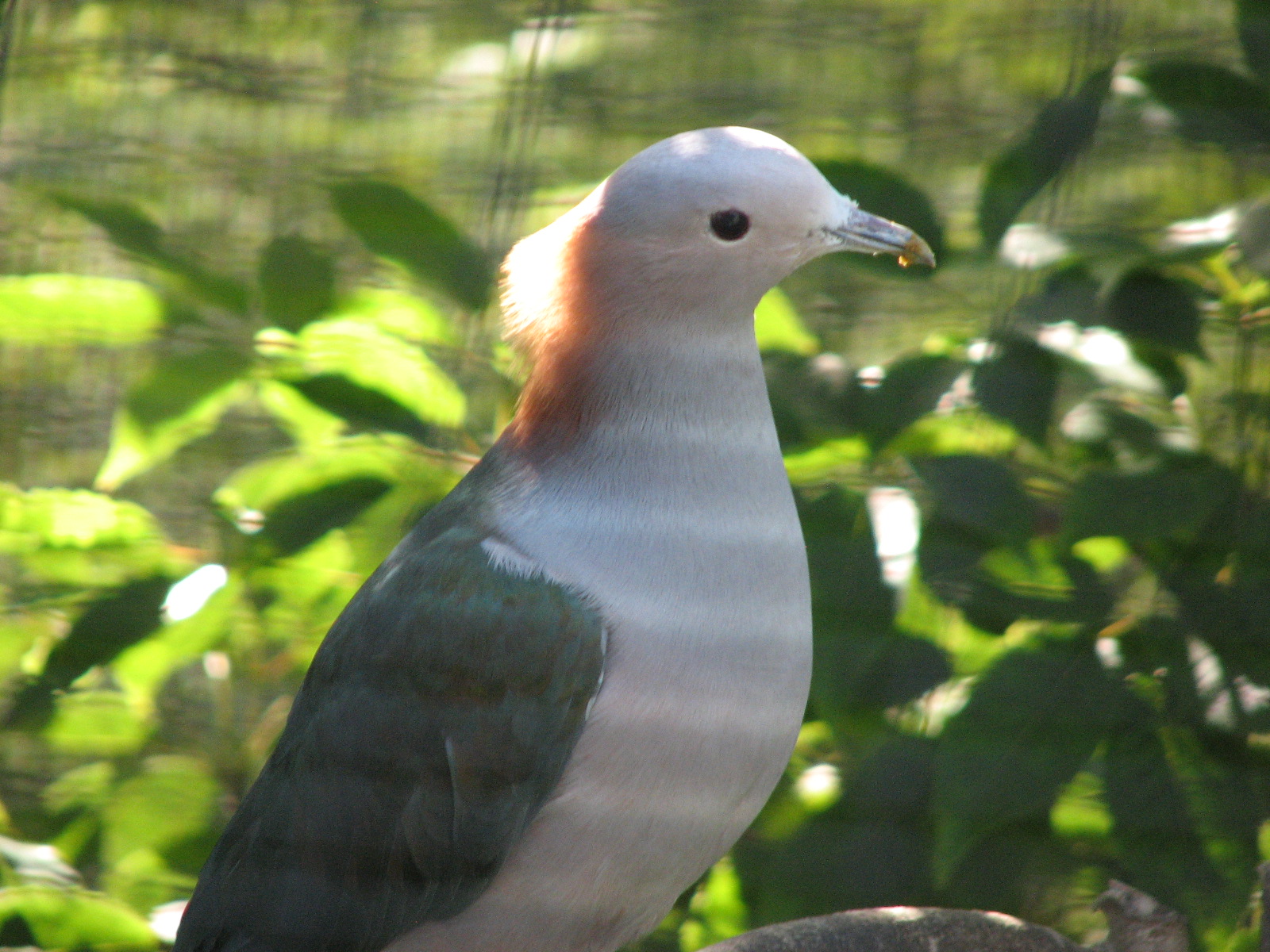 Sulawesi Green Imperial Pigeon