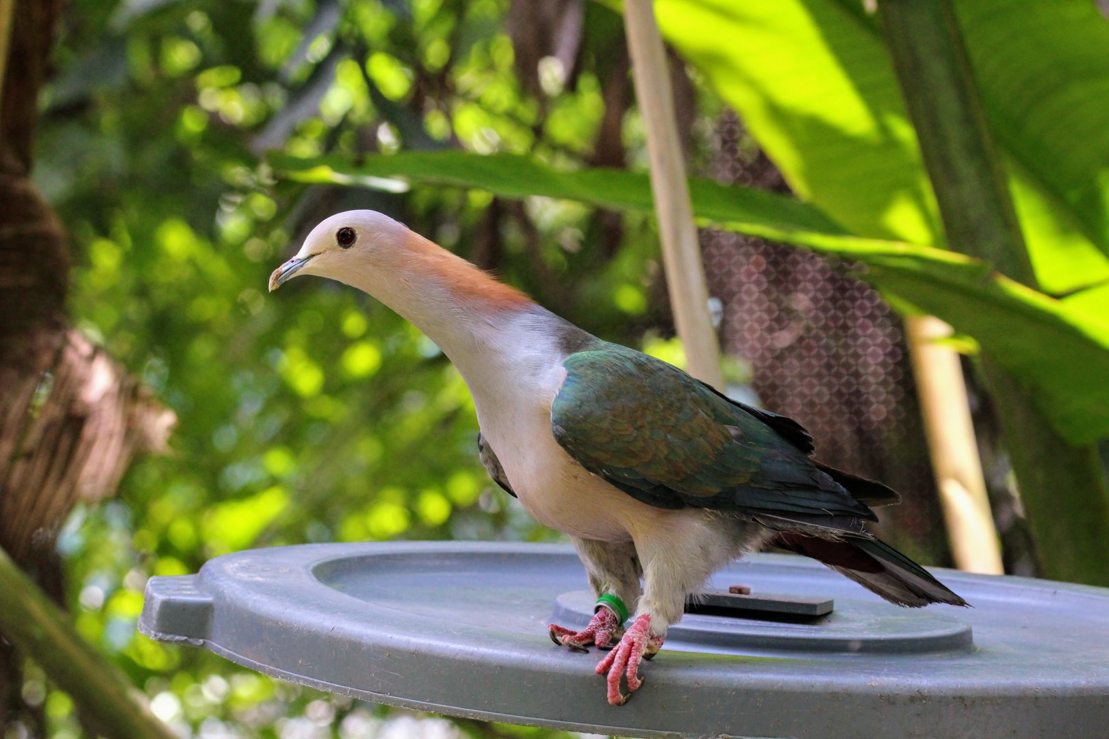 Sulawesi Green Pigeon