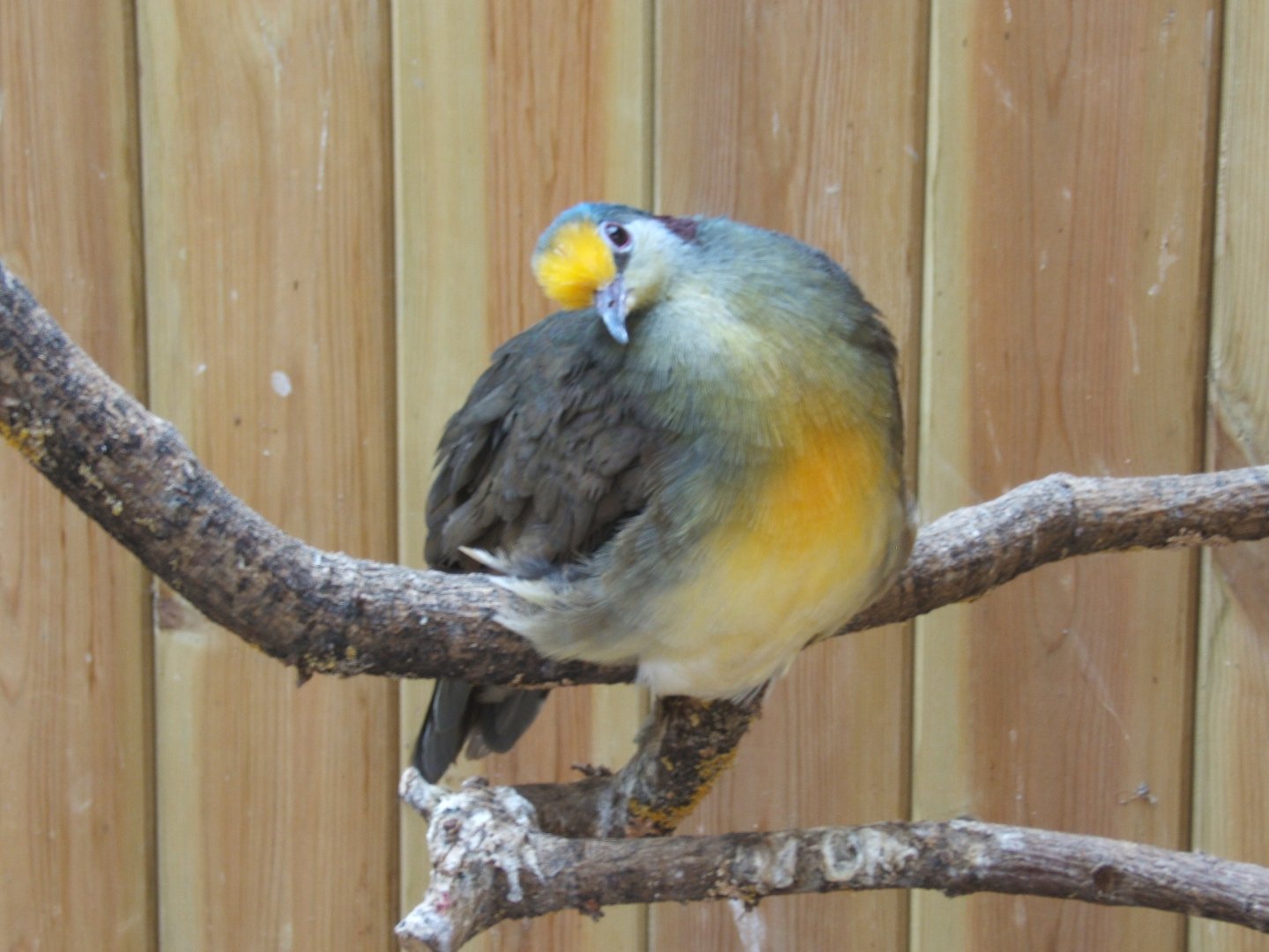 Sulawesi Ground Dove 10/09/2017