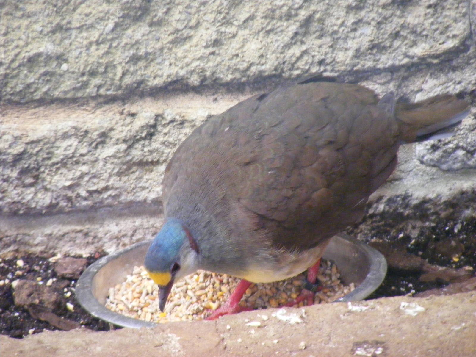 Sulawesi ground-dove at Birdworld, 20 June 2010