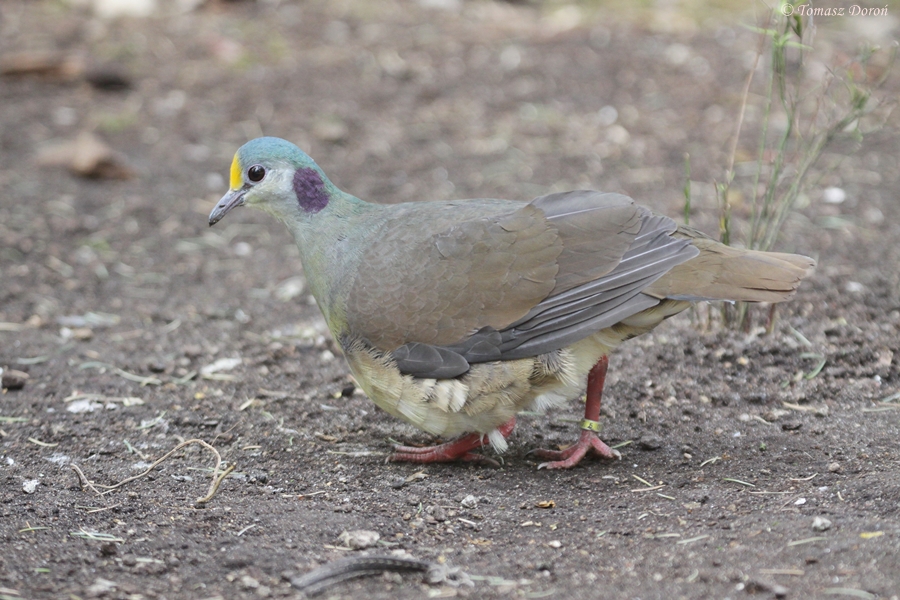 Sulawesi Ground-Dove (Gallicolumba tristigmata)