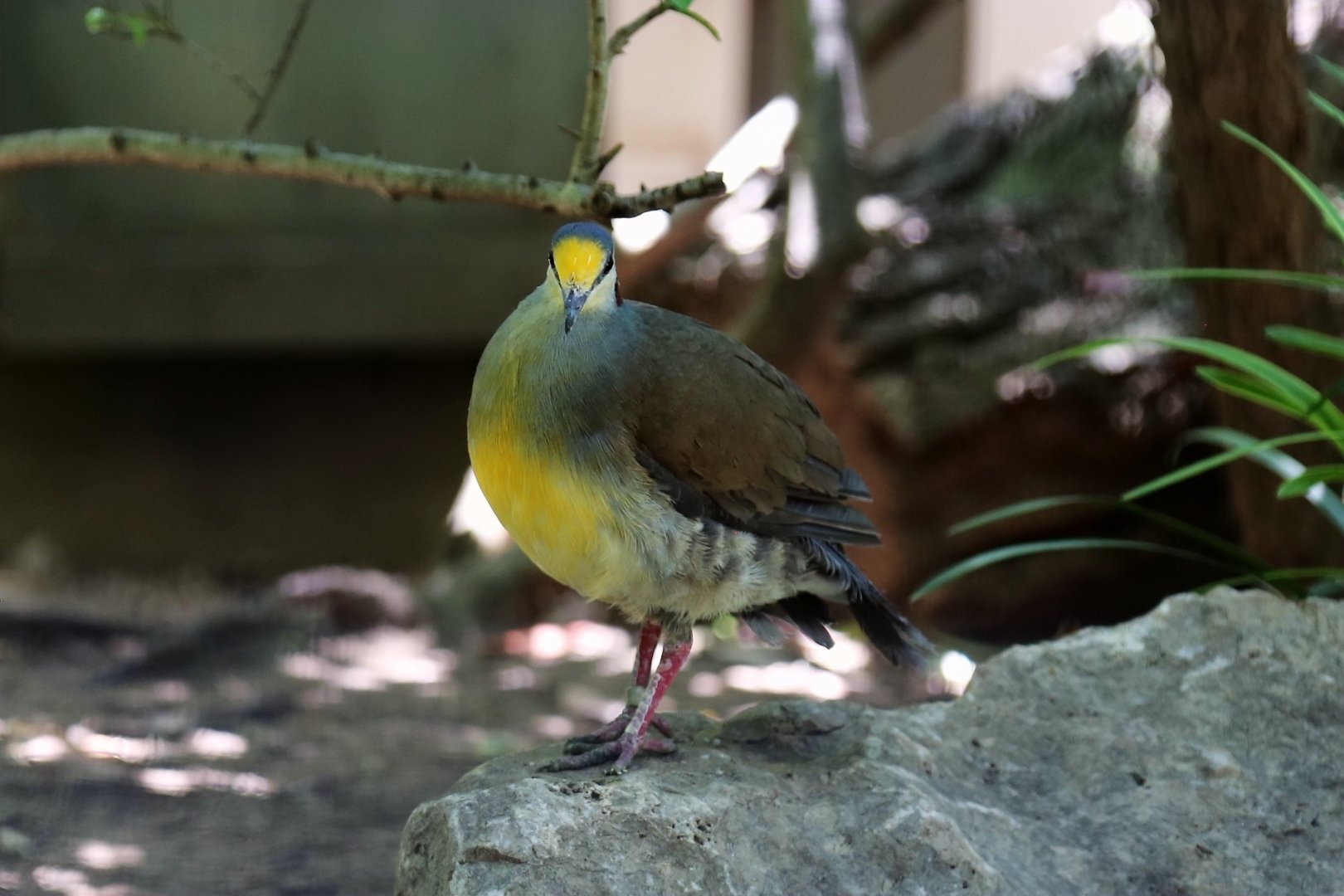 Sulawesi ground dove (Gallicolumba tristigmata)