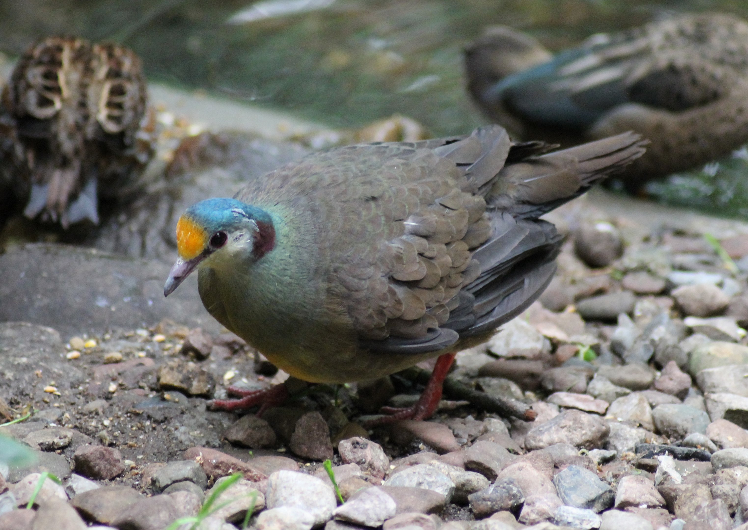 Sulawesi ground dove (Gallicolumba tristigmata)