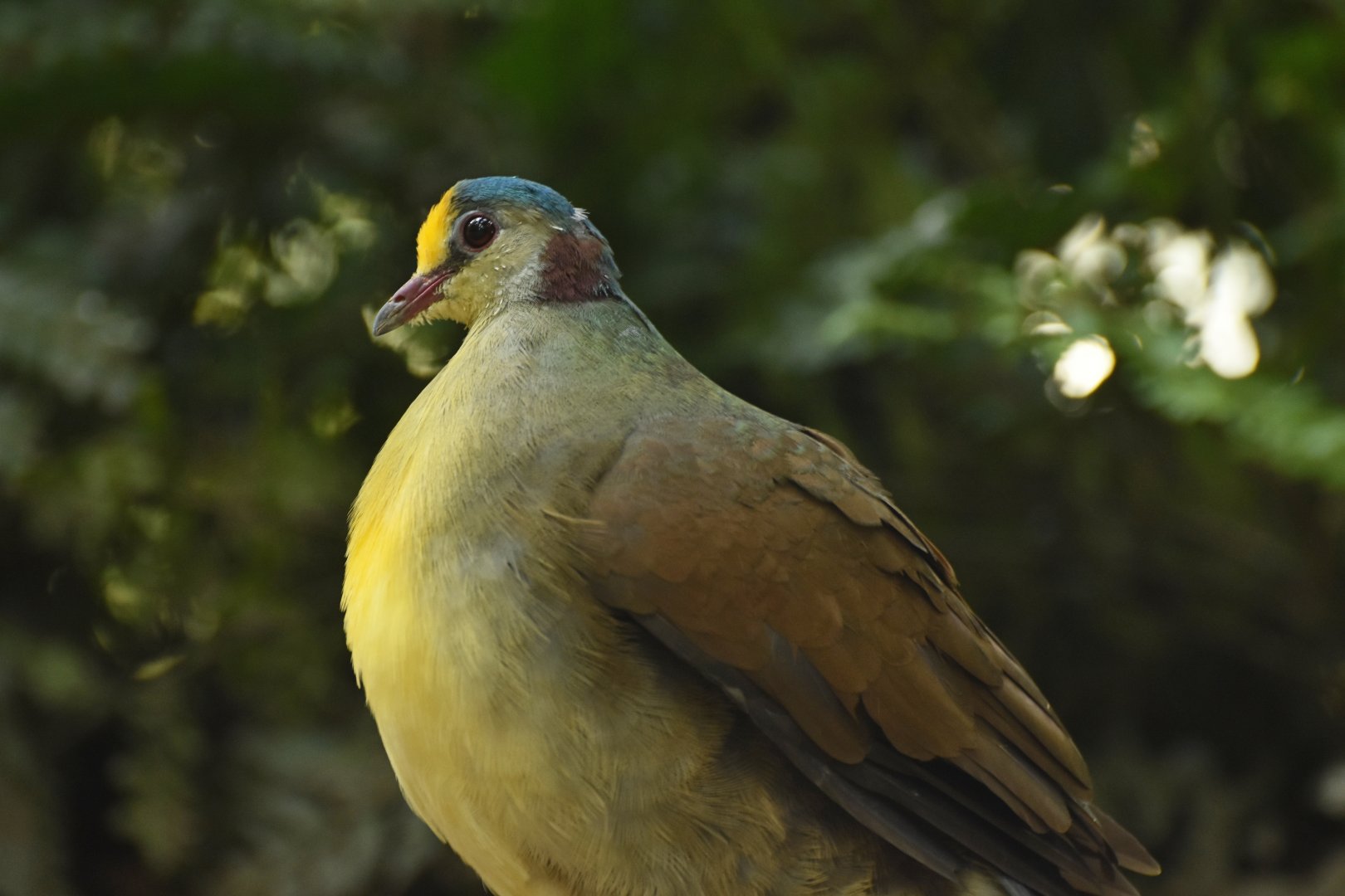 Sulawesi Ground-Dove Gallicolumba tristigmata