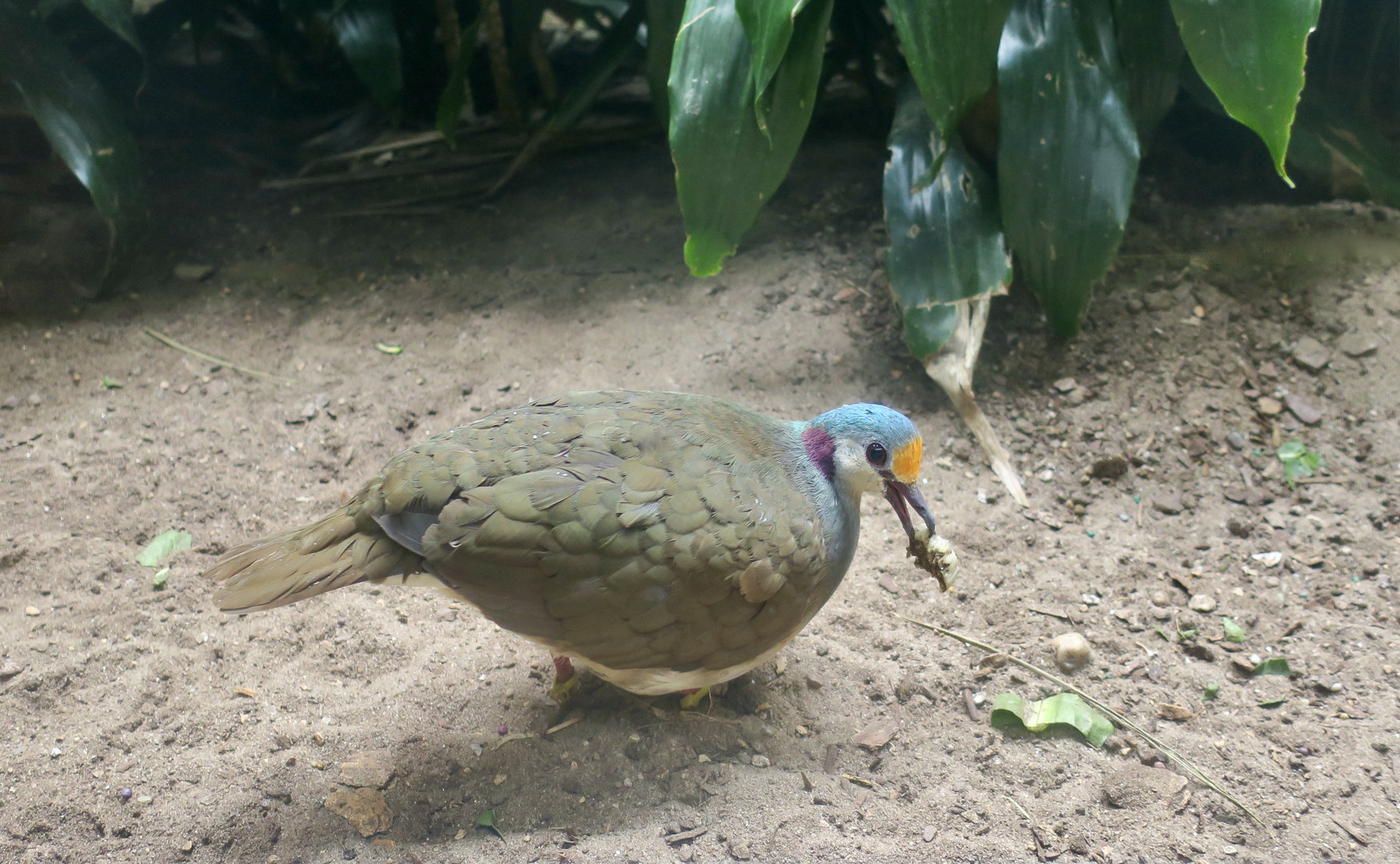 Sulawesi Ground Dove (Gallicolumba tristigmata)