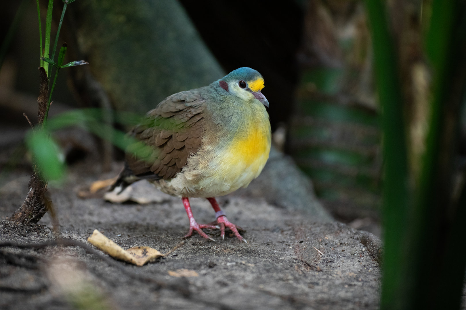 Sulawesi ground-dove (Gallicolumba tristigmata)