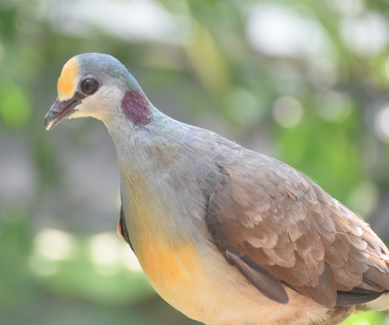 Sulawesi Ground Dove (Gallicolumba tristigmata)