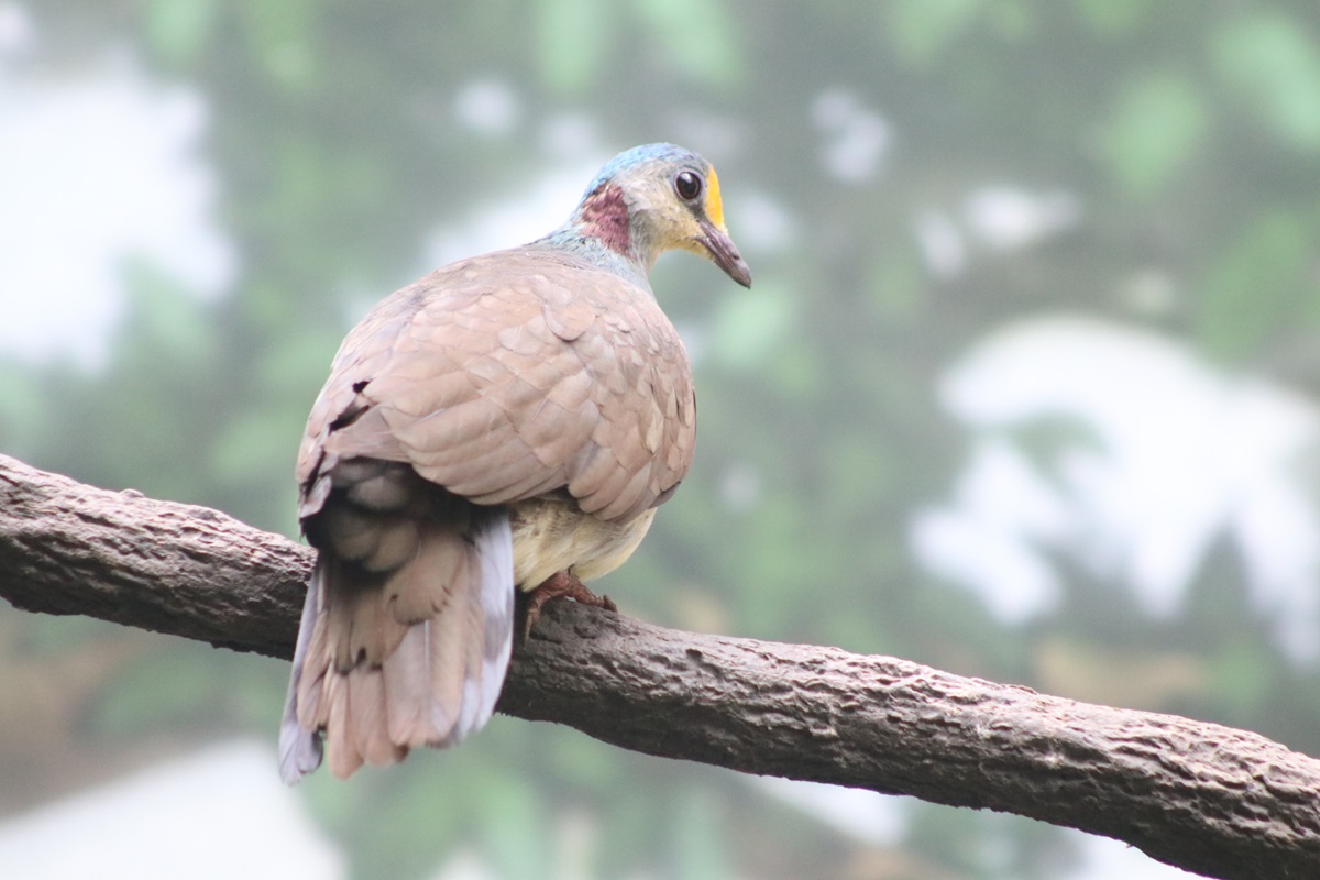 Sulawesi Ground-dove (Gallicolumba tristigmata)