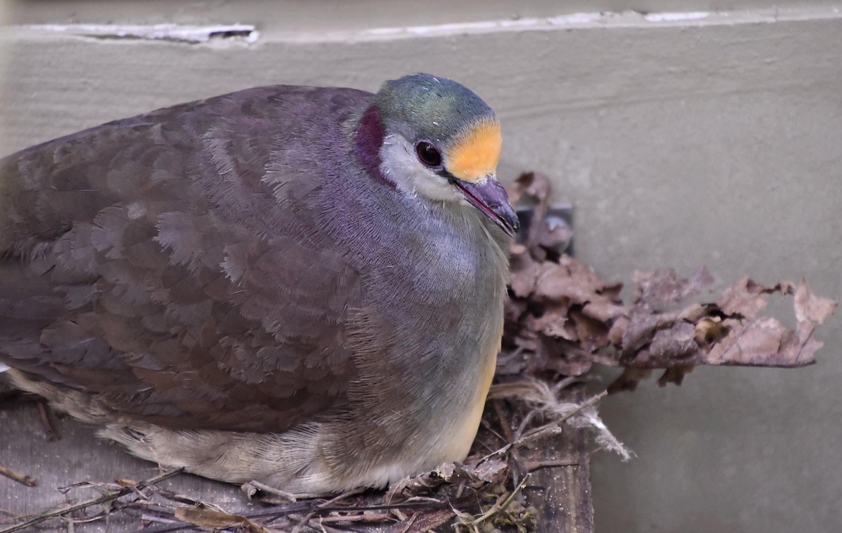 Sulawesi Ground-Dove (Gallicolumba tristigmata)