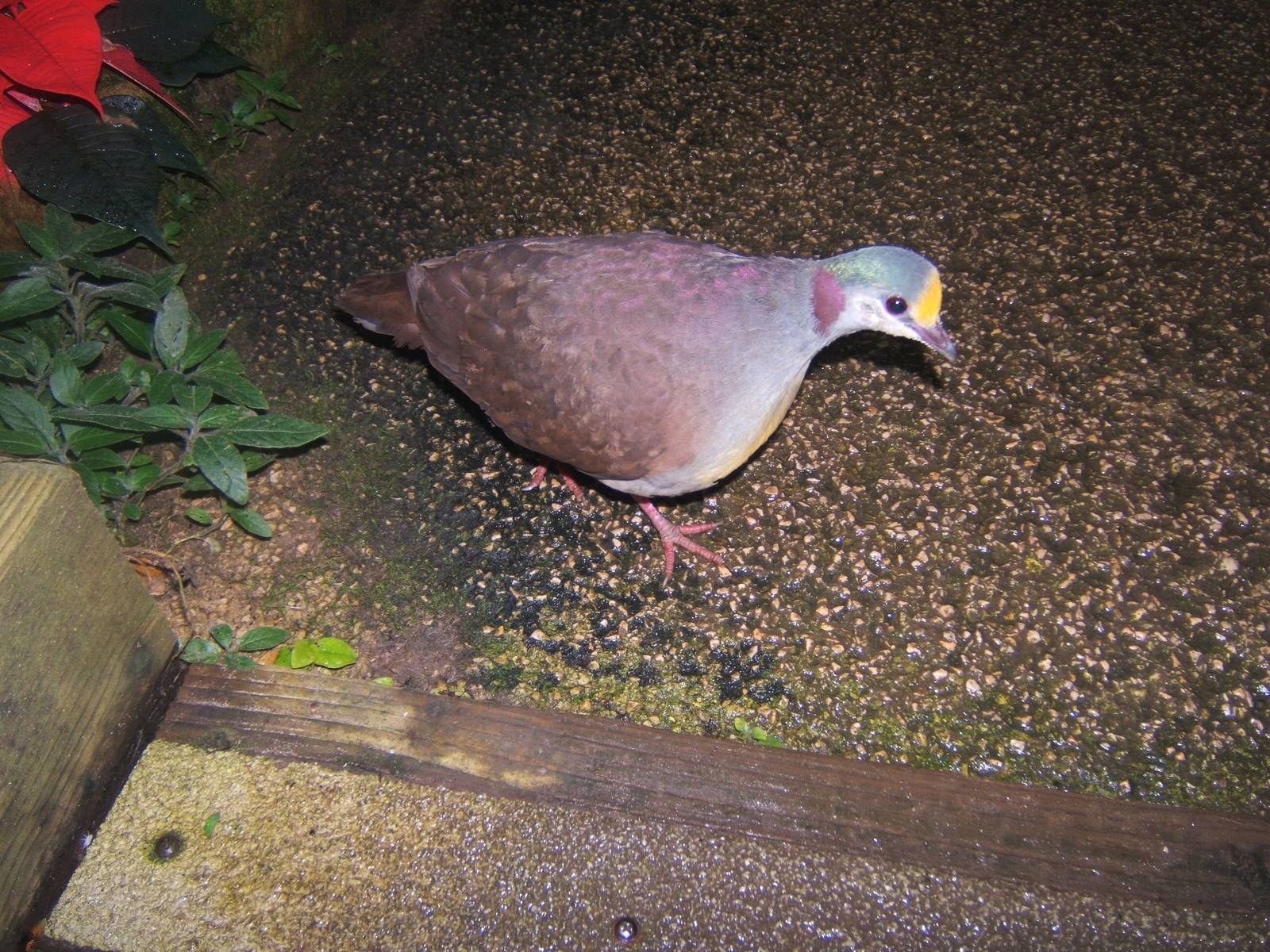 Sulawesi Ground Dove