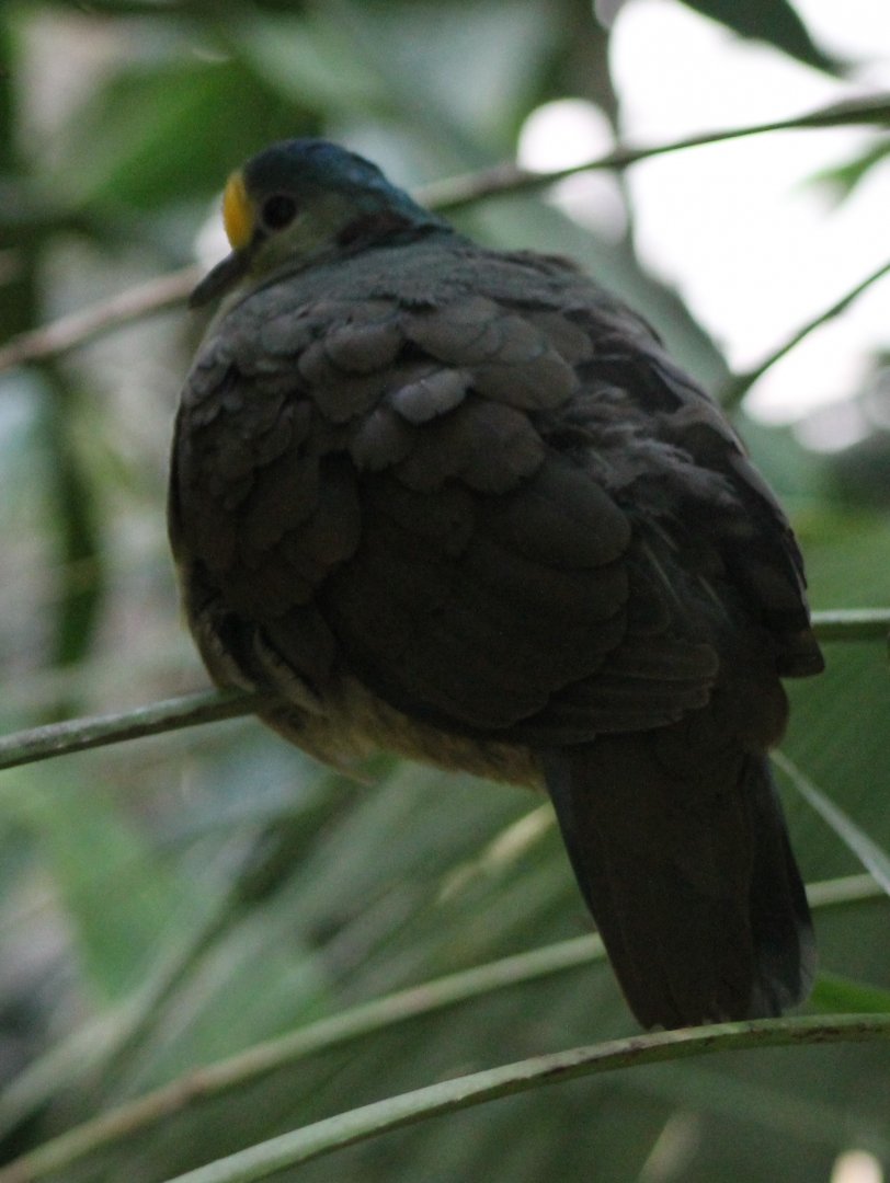 Sulawesi ground dove