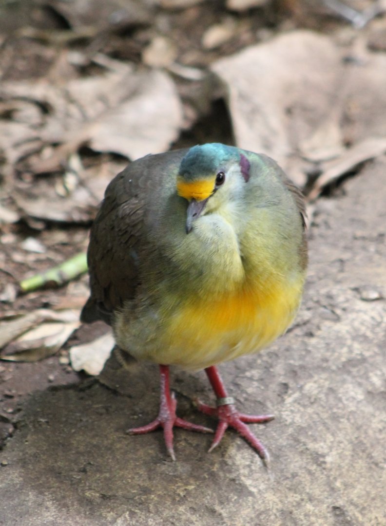 Sulawesi ground dove