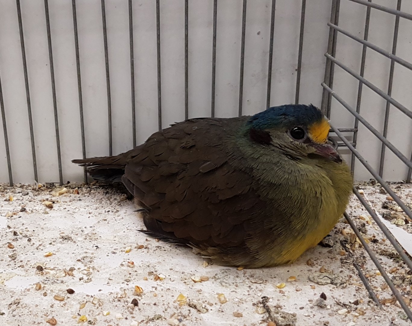 Sulawesi ground-dove