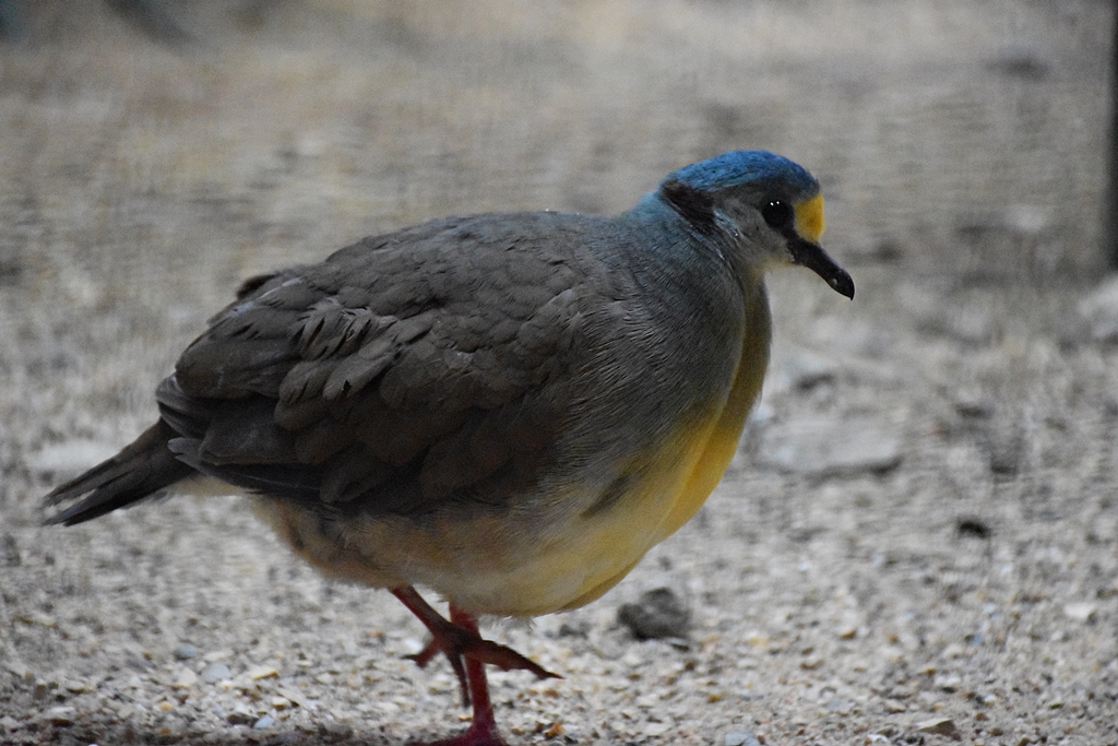 Sulawesi ground dove