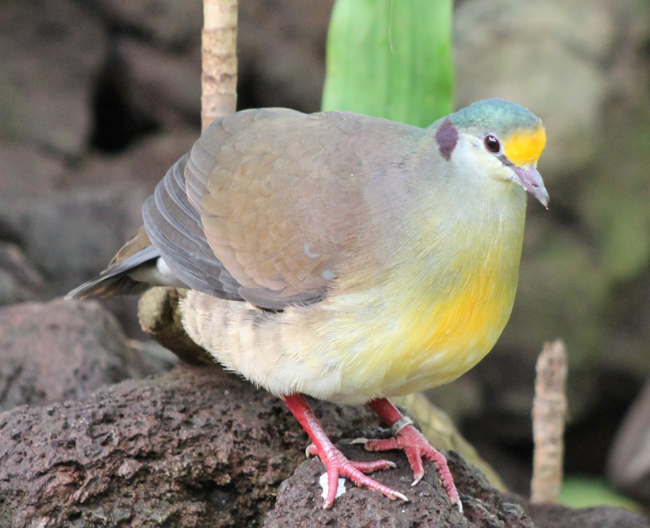 Sulawesi ground-dove