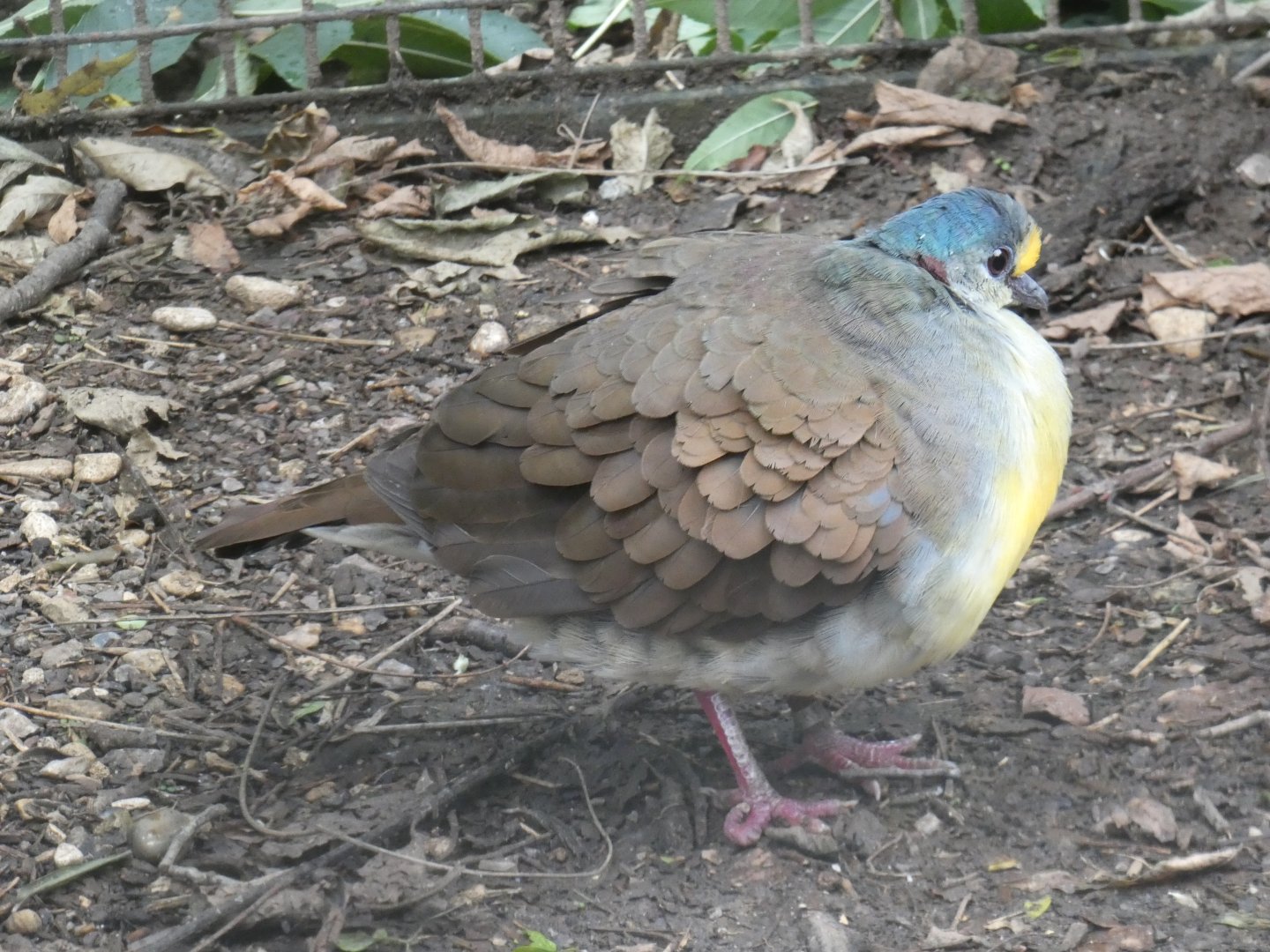 Sulawesi Ground Dove