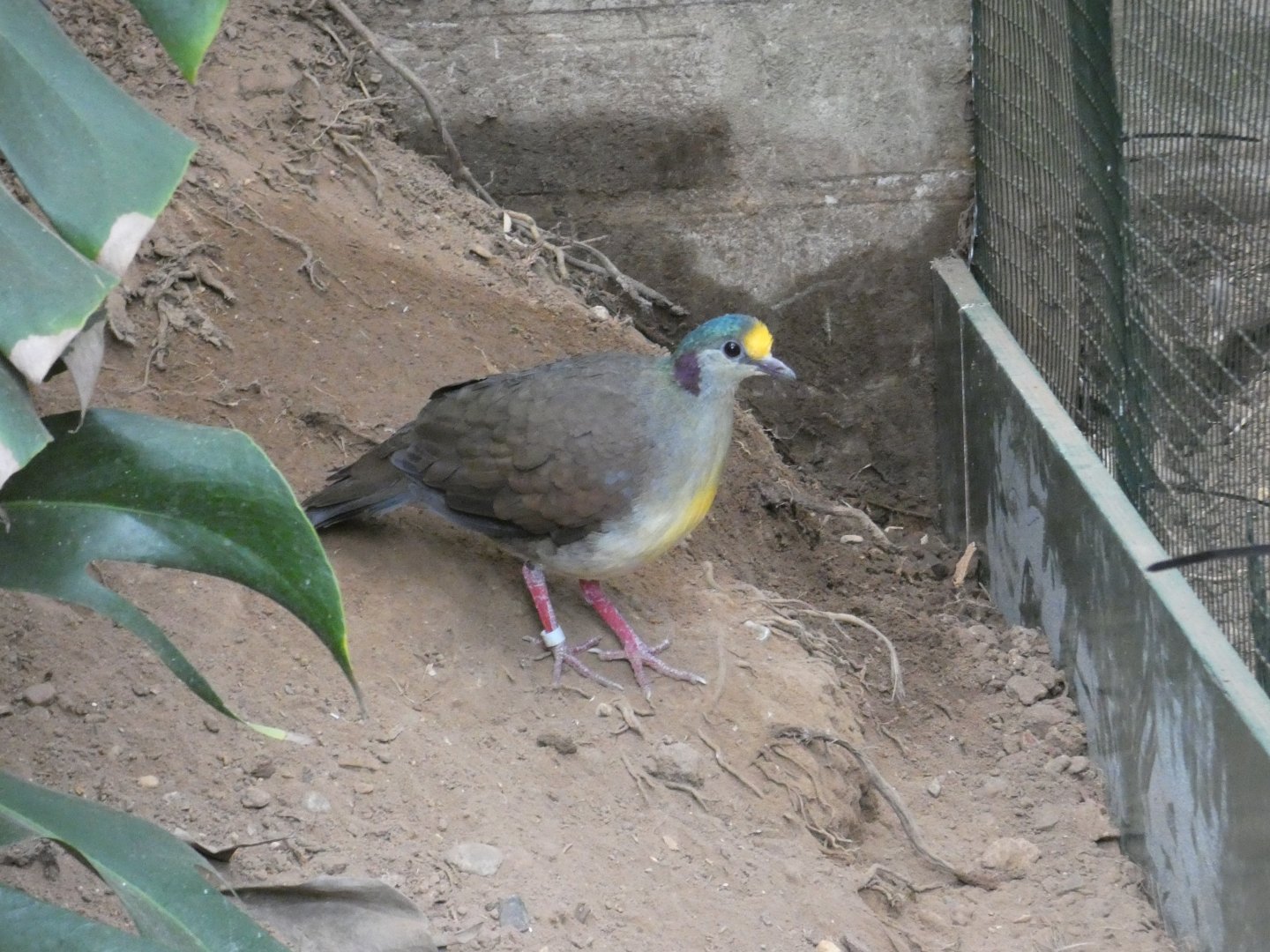 Sulawesi ground dove