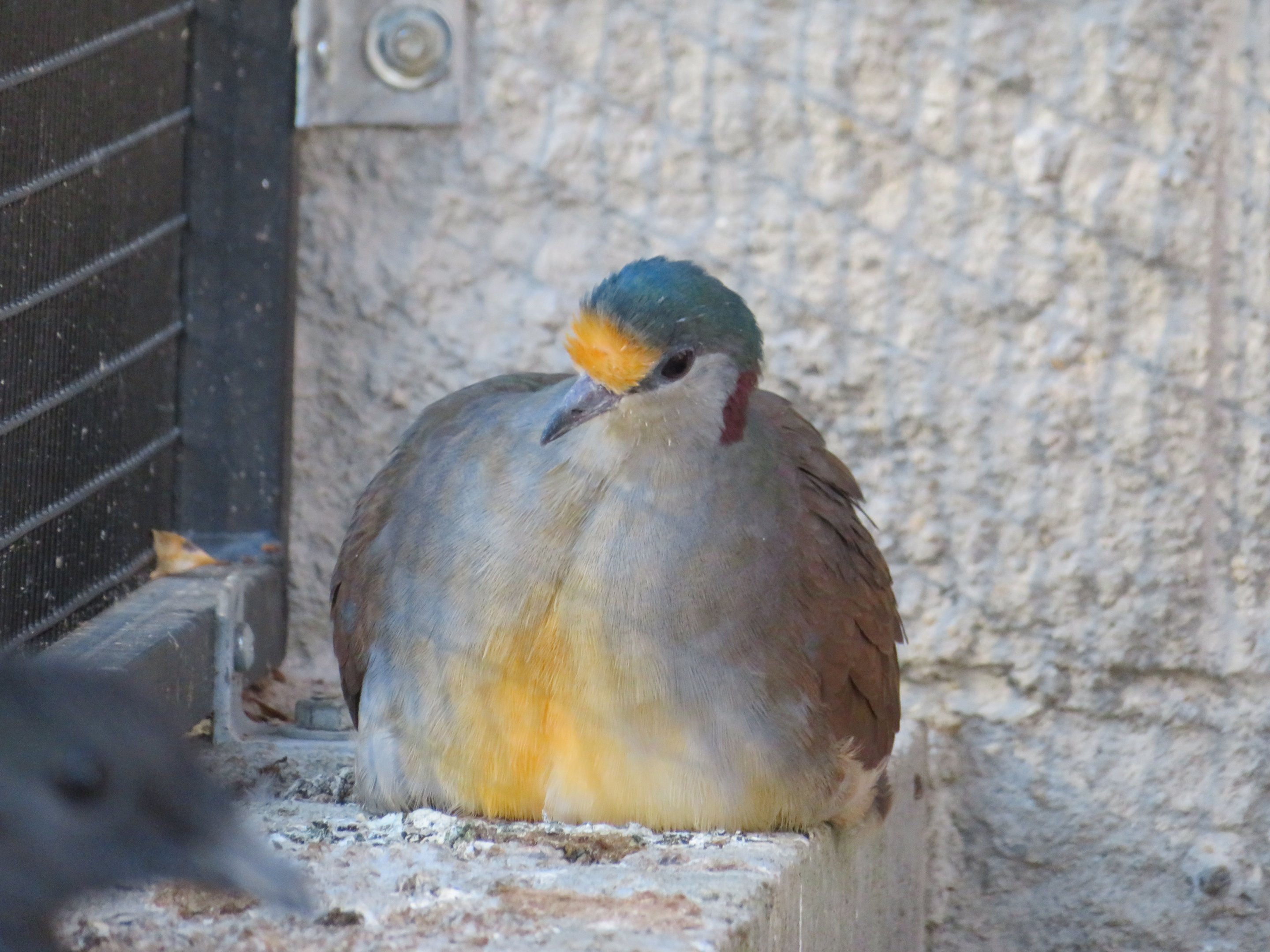 Sulawesi Ground Dove