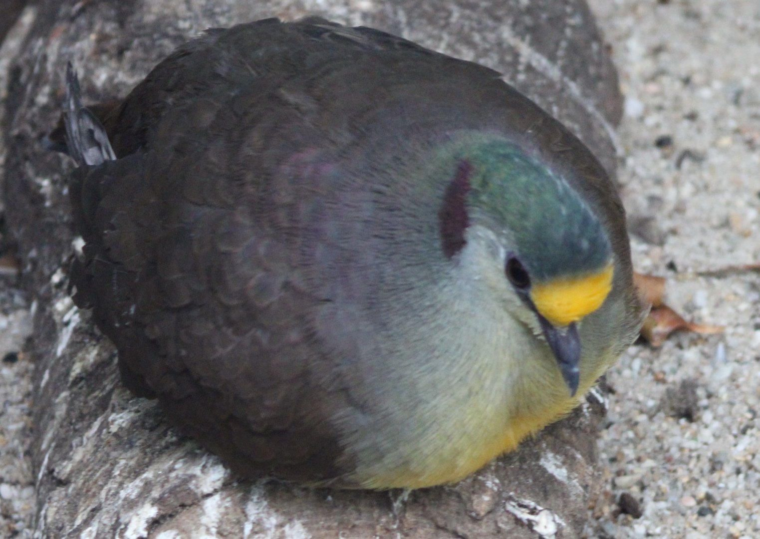 Sulawesi ground-dove