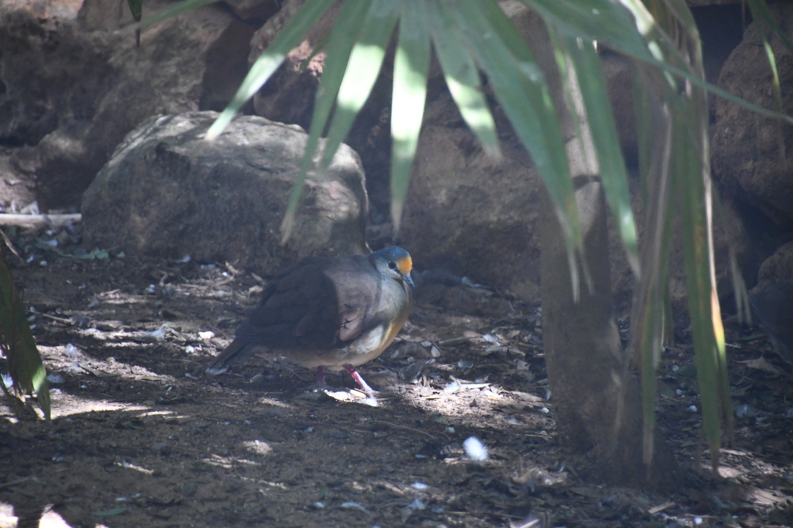 Sulawesi Ground-Dove