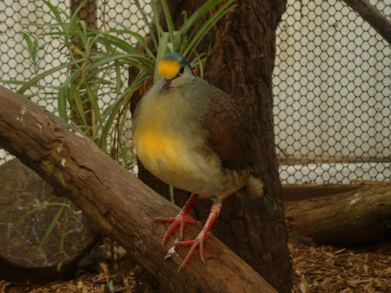 Sulawesi Ground Pigeon - Thrigby 2008
