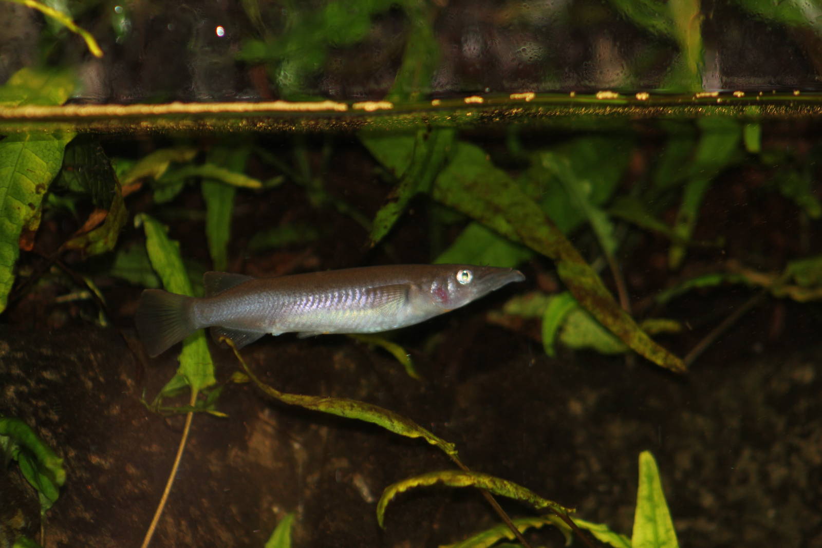 Sulawesi halfbeak
