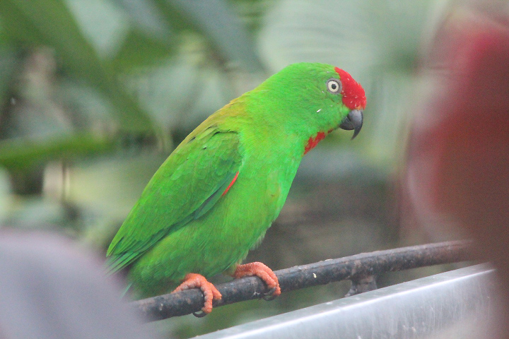 Sulawesi hanging parrot (Loriculus stigmatus stigmatus)