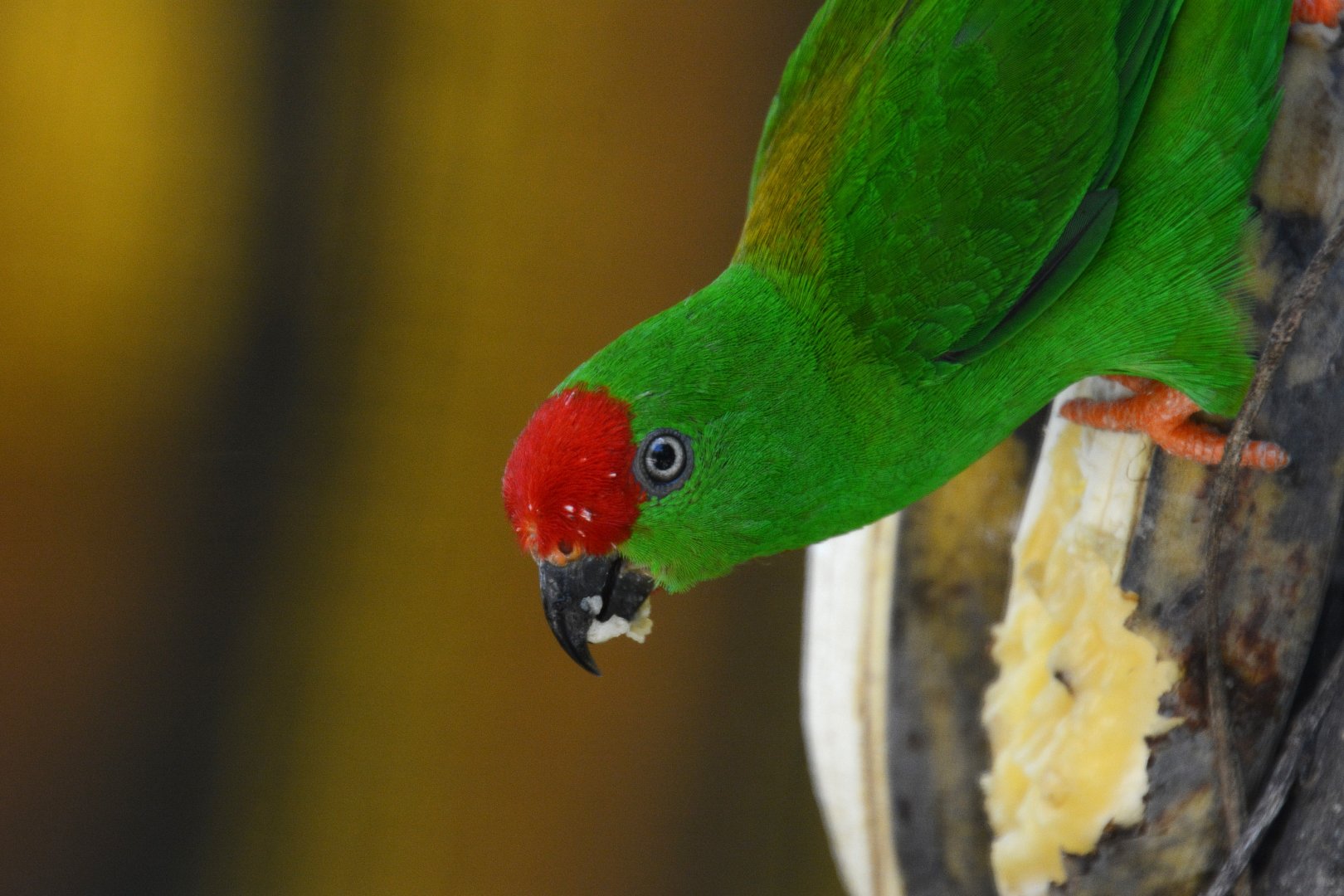 Sulawesi hanging parrot (Loriculus stigmatus)